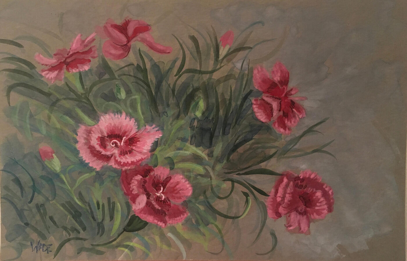 Wild Carnation 2