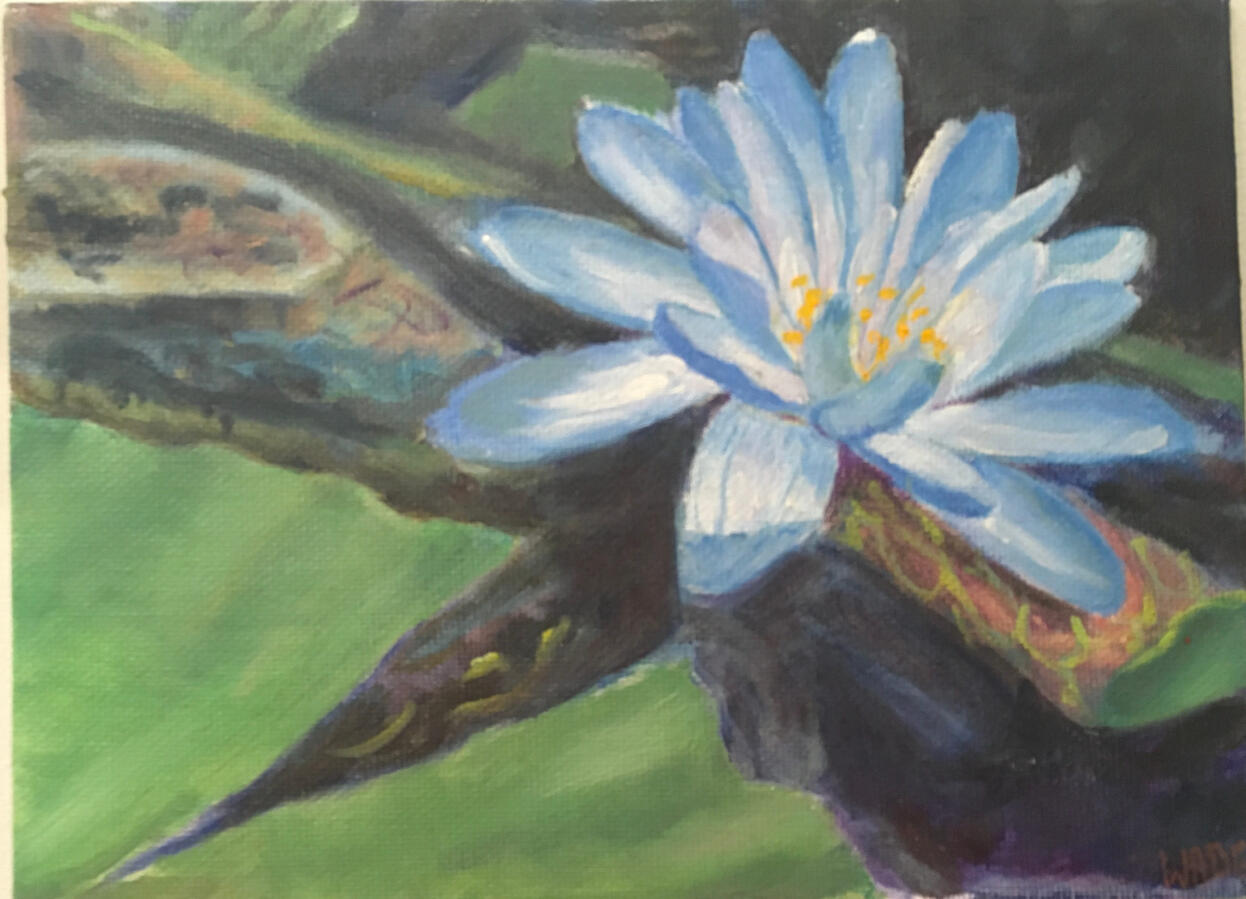 Lilly Study 1