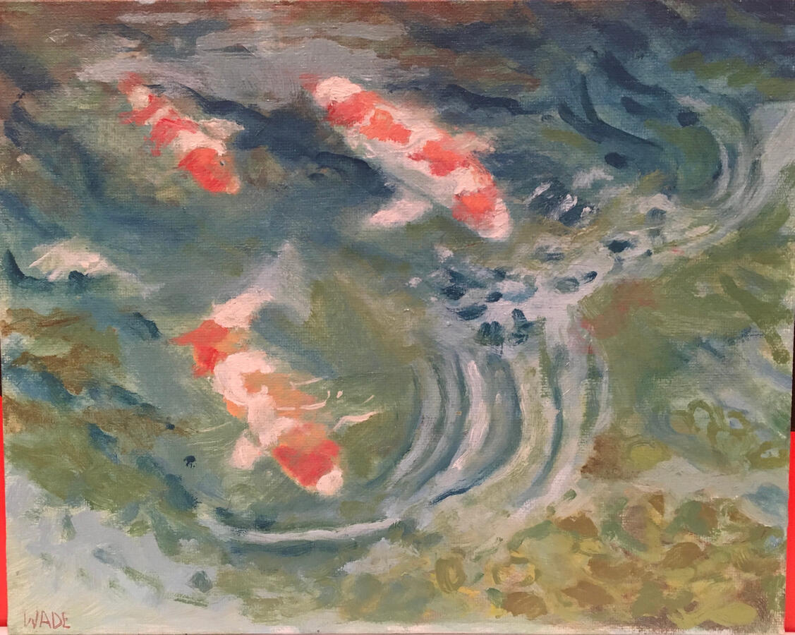 School of Koi